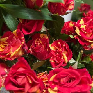 Мини роза (1бр)