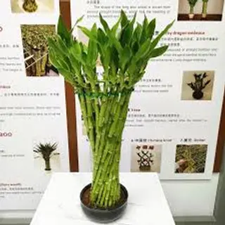 Bamboo 