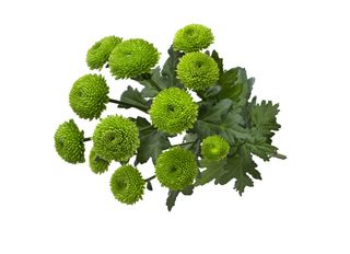 1 Хризантема, зелена