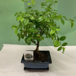 Bonsai Oriental 