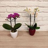 Orquidea Mini, Mini