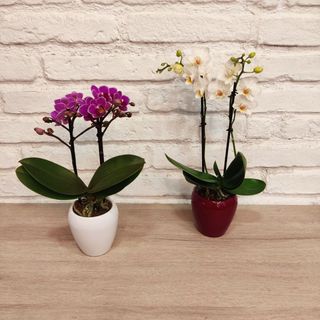 Orquidea Mini, Mini