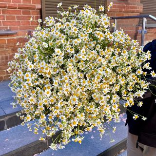 Танацетум (ромашка), гілочка 