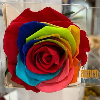 Rosa Eterna Rainbow