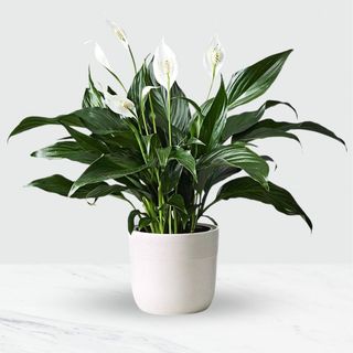 Spathiphyllum Wallisii