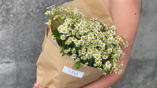 Bukiet Rumianków - S 7 szt.