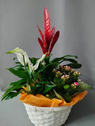 Cesta plantas variadas decorada