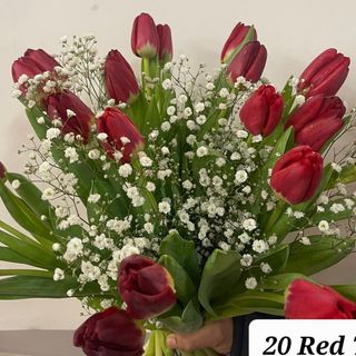 Red Tulips 