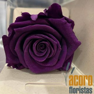 Rosa Eterna Morado