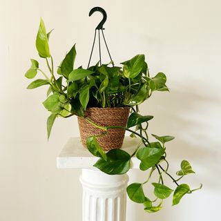 Potus/ Pothos
