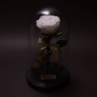 Trandafir criogenat alb în cupolă mare