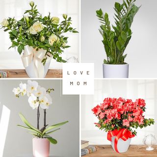 Regalo unico di 4 piante diverse 