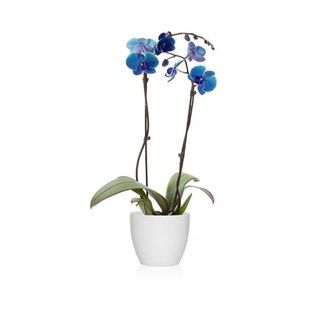 Phalaenopsis Azul 2 Varas