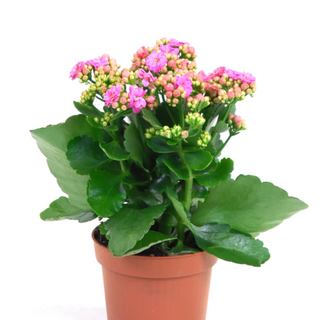 Żyworódka pełna (Kalanchoe)