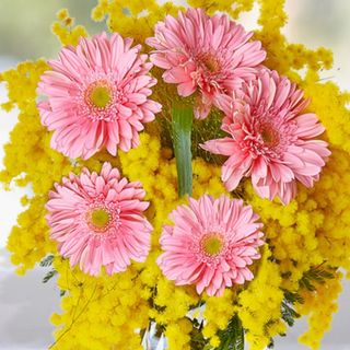Gerbere 