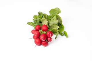 Rzodkiewka Polska - 1 Sztuka