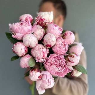 Півонія Голландія (ціна за шт) рожева