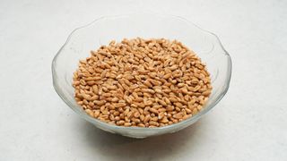 Gersla oljusteni jecam rfz