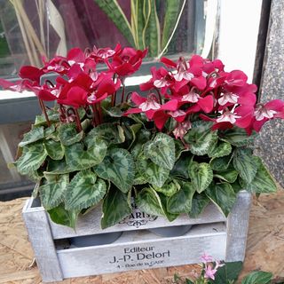 Ciclamino al contrario 