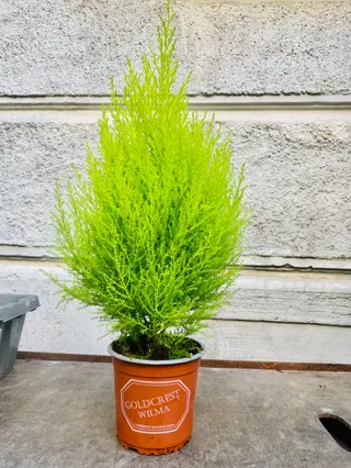 pinus pinea