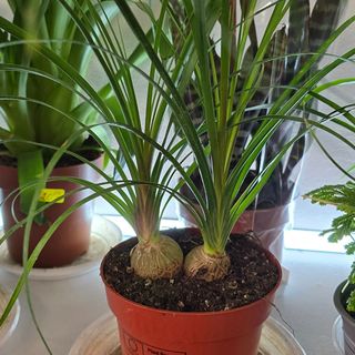 Палма Нолина