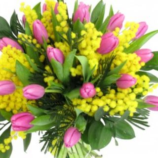 Mimosa e tulipani colorata 