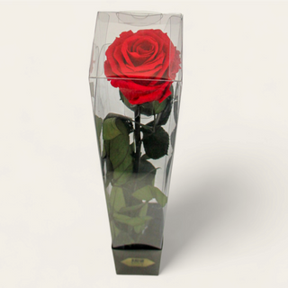 Rosa Preservada