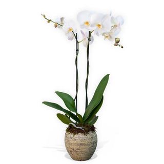 Planta Orquidea Phalaenopsis Blanca