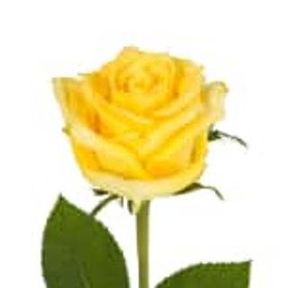 Rosa gialla singola