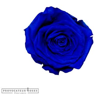 Rosa eterna azul