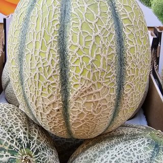 Melone cantalupo al pezzo( promo )