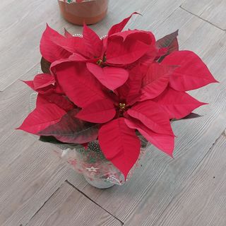 Stelle di Natale sono bellissima misura 35 m sono bella