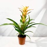 Guzmania