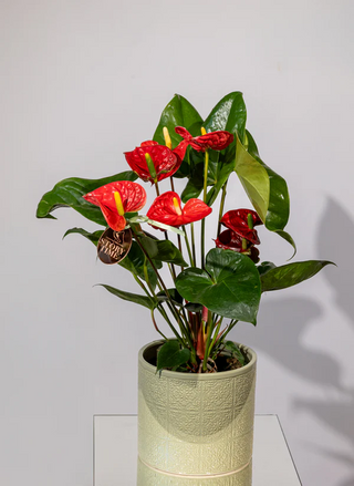 Anthurium - Eleganță Tropicală cu Flori Lucioase
