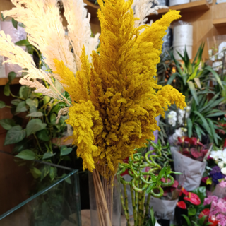 Pampas Sèches Jaune x3