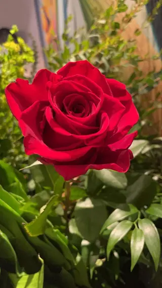 Rosa rossa 80 cm