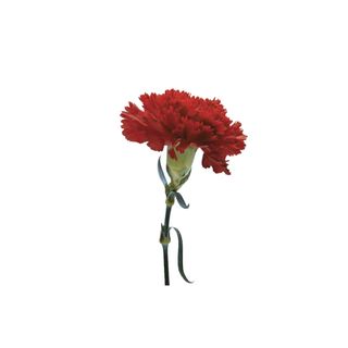 Cravo vermelho com laço de ráfia 