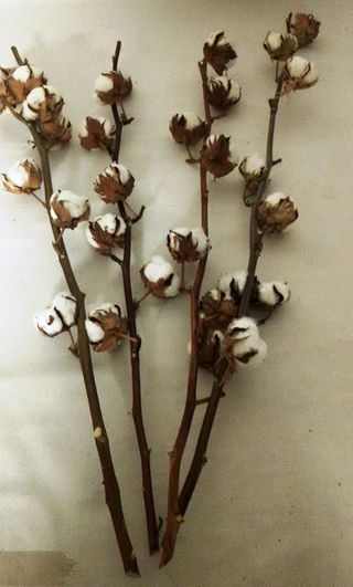 1 vara de flores de algodón