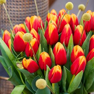 Tulipani Bicolore bouquet 