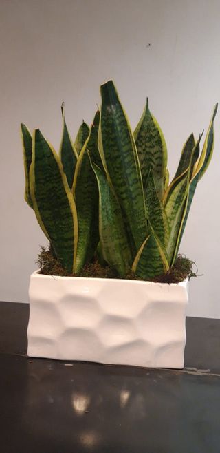 12 Pianta di Sanseveria con vaso in ceramica