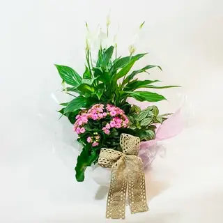 Um Jardim Para Ti