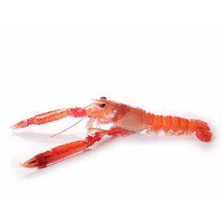 Cigalas