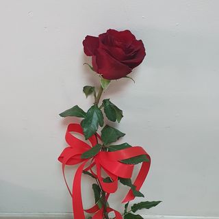Червена роза Еквадор с панделка (1бр)