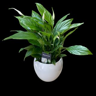 Spatifilium in vas ceramic