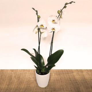 Orquídea Blanca