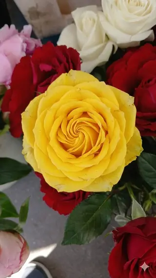 Rosa gialla