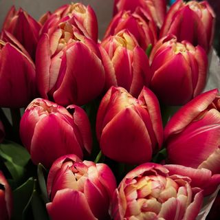 Червоний піоновидний тюльпан