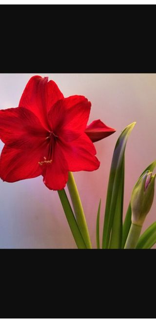 Ilex ramo rosso 1 ramo