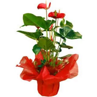 Anthurium Rojo