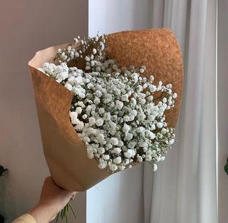 გიფსოფილა